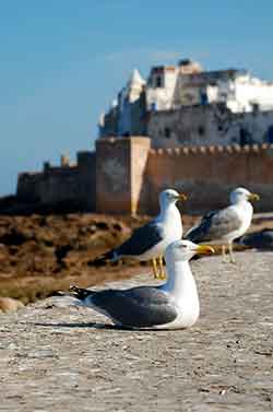 trekking essaouira