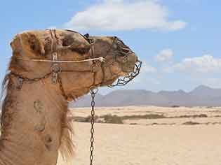 Horse & Camel